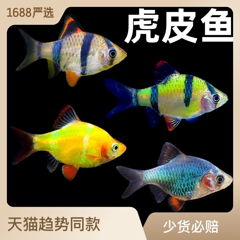 2,5-3 см. Крупная кожа тигра рыба